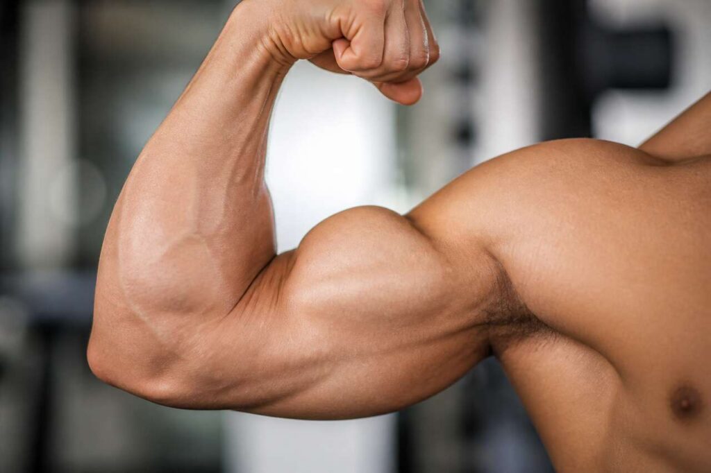 Anatomie et renforcement des biceps : guide complet pour des bras musclés